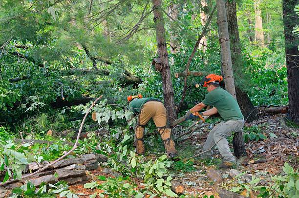 Wayne, IL Tree Care Services Company