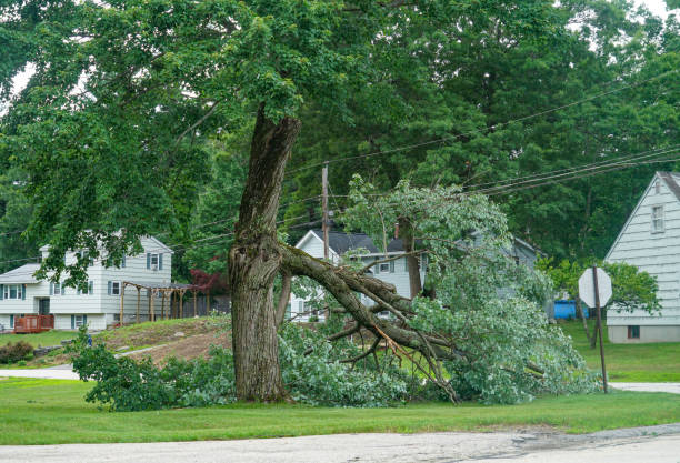 How Our Tree Care Process Works  in  Wayne, IL